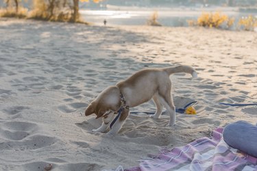 Husky puppy is digging a hole on the beach.