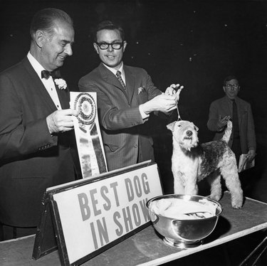 Best In Show USA 1968