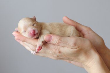 Newborn puppy of german spitz sleeping on human hands