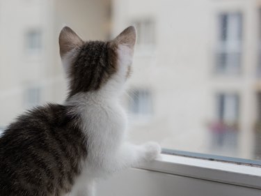 Closeup picture of a cute kitten looking through the window