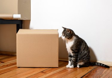 Moving day - cat and cardboard boxes in room