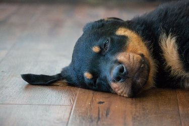 why do dogs sleep with their tongue out