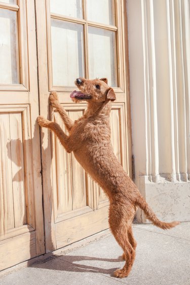 Irish Terrier is standing on hind legs at the door.