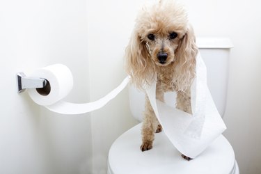 Small fluffy dog stands on toilet wrapped in toilet paper