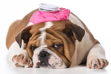 Dog with pink water bottle on its head