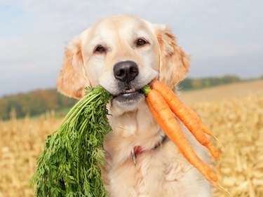 Dog with carrots in his mouth in a field