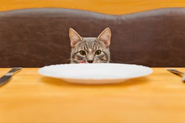 young cat after eating food from kitchen plate