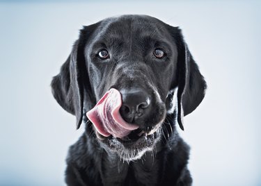 A Black Dog Licking His Lips