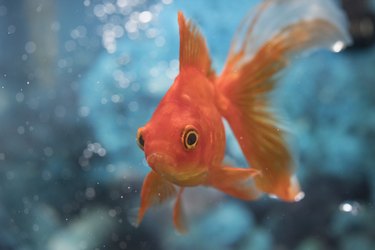 Beautiful Red Orange Goldfish Pet in House Tank or Aquarium.