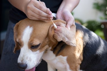 Closeup using a cotton ball to wipe the beagle's dirty ears clean