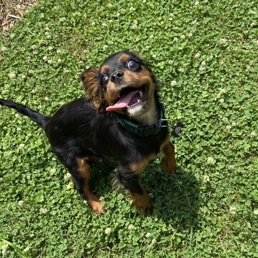 Happy dog ready to play