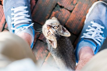 Young cat begging