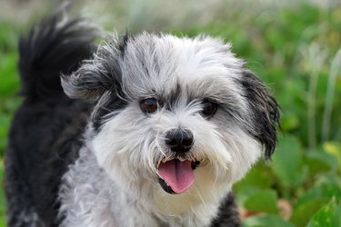 Close-up of cute fluffy black and white small dog