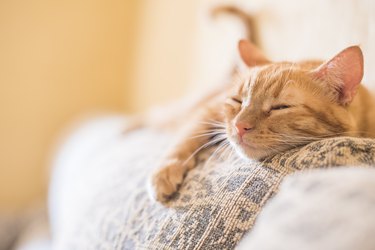 Closeup of an orange cat sleeping