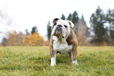 Portrait of bulldog standing on park grass