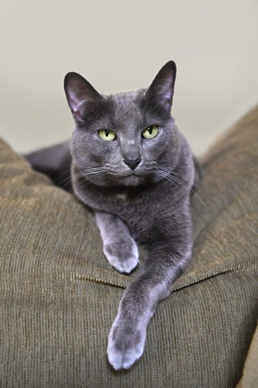 Korat Cat Breed Facts & Information | Cuteness