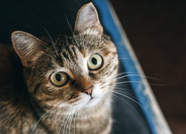 A homeless cat, doomed to sleep, looks at her new master