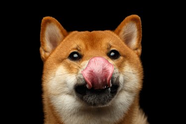 Portrait of head Shiba inu Dog, Isolated Black Background