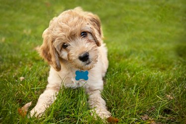 Goldendoddle Puppy Laying in Grass