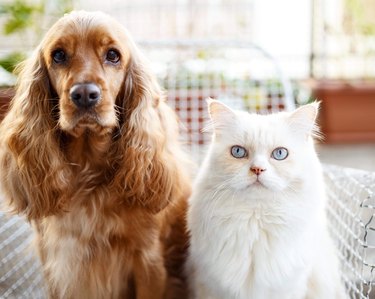 Portrait Of Dog And Cat