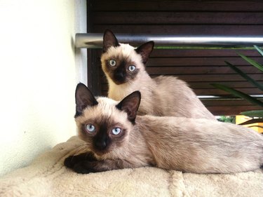 Portrait Of Cats Sitting On Bed At Home