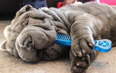 Playing Shar Pei