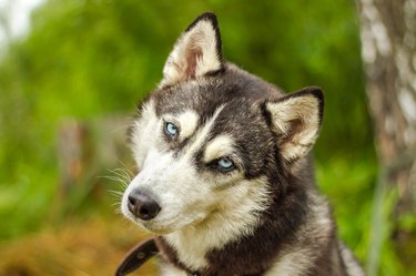 Alaskan malamute