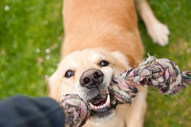 Dog playing with rope toy on grass