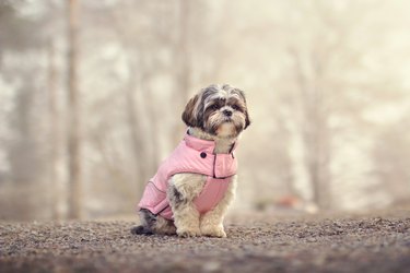 Shih tzu in a jacket on a walk.