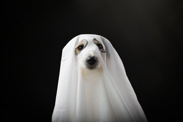dog in ghost costume on black background