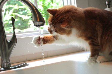 Cat Playing In Sink