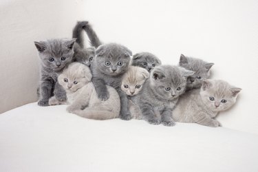 Happy Kitten Family