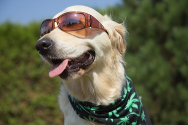 Smiling Golden Retriever with sunglasses and marijuana leaf bandana