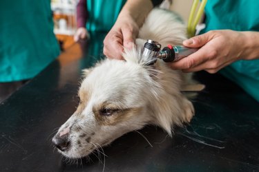 Close up of veterinarian examining dog's ear during medical exam at vet's office.