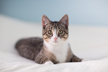 Brown and white cat lying on white bed