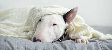 A cute tender white English bull terrier is sleeping on a bed under a white knitted blanket.