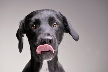 Portrait of an adorable black mixed breed dog licking lips