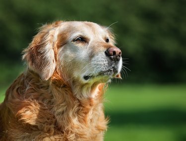 Senior golden retriever dog