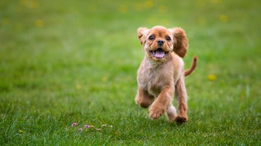 Little cavalier king charles spaniel puppy running outside