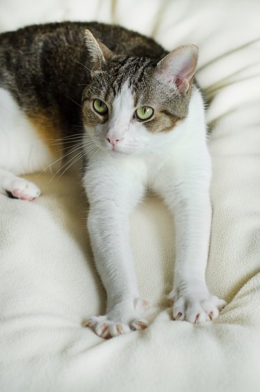 Tabby cat kneading on soft blanket