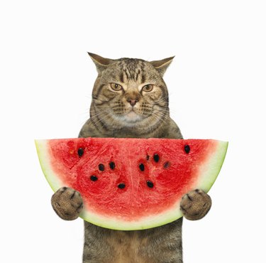 Cat with slice of watermelon