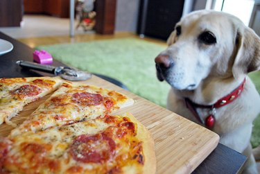 dog looking at delicious pizza and licking his chops isolated