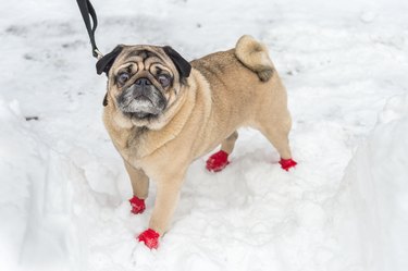 Adorable Pug wearing red boots, in the snow in winter