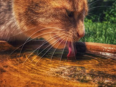 Domestic Ginger Cat Lapping At Water