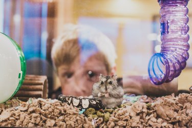 Little boy peeking through terrarium behind his pet hamster
