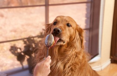 Feeding a Golden Retriever Peanut Butter