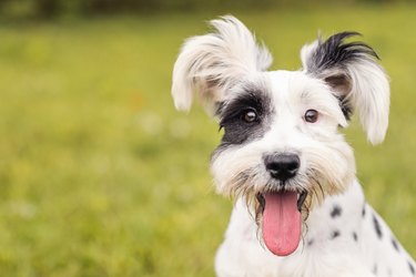 Black and White Schnauzer / Dalmatian dog