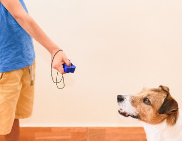 man using clicker to train his dog, pointing clicker at the dog
