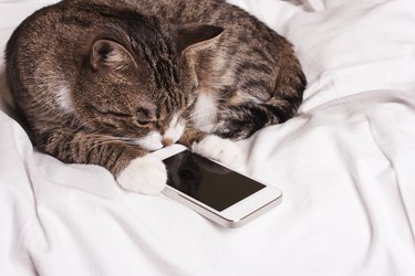 cat looks into the phone