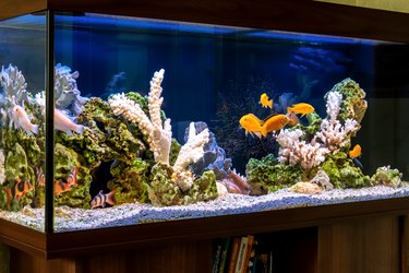 Should You Vacuum Your Aquarium Gravel?